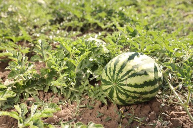 Ripe watermelon growing in field on sunny day