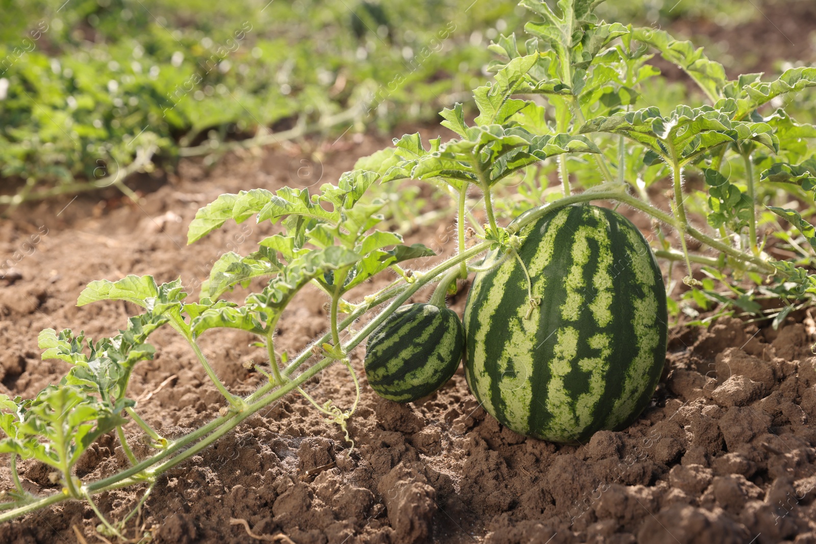 Photo of Ripe watermelons growing in field on sunny day