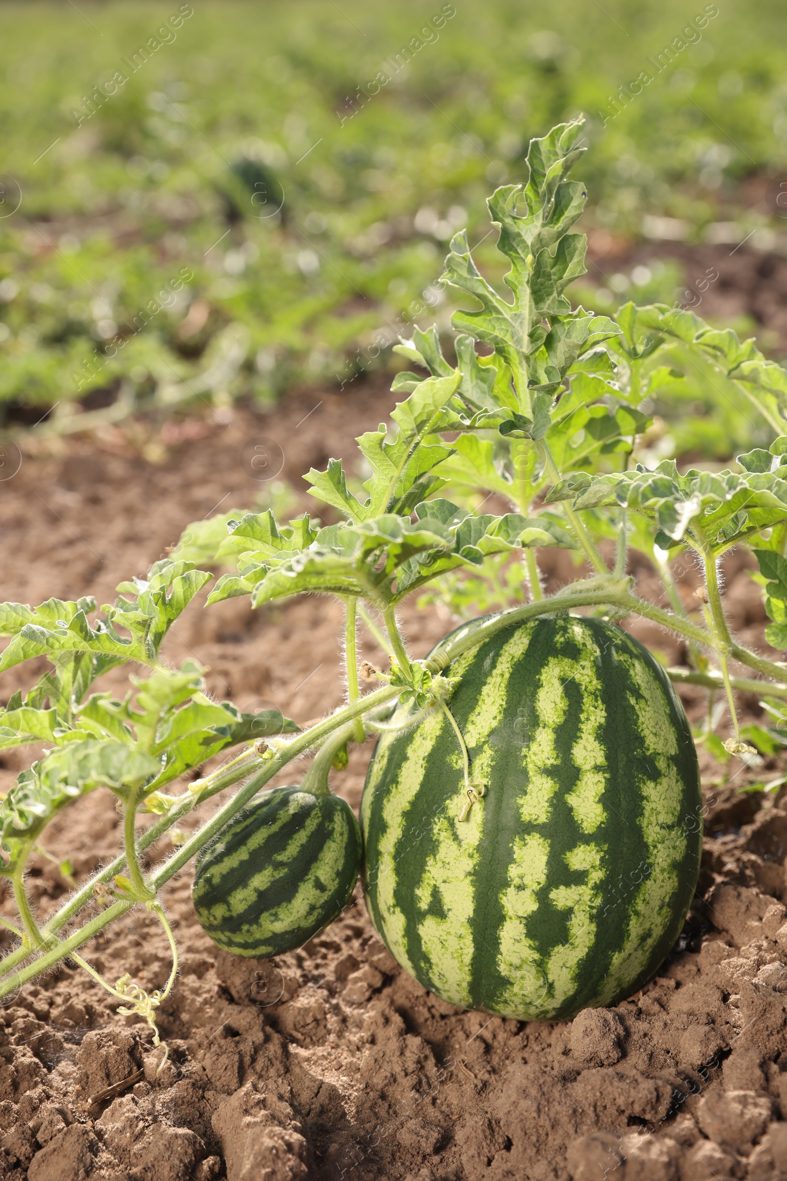 Photo of Ripe watermelons growing in field on sunny day