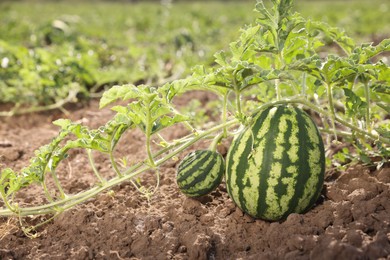 Photo of Ripe watermelons growing in field on sunny day