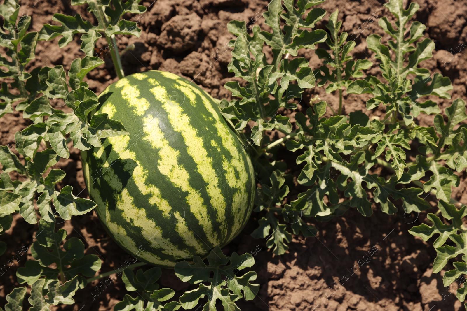 Photo of Ripe watermelon growing in field on sunny day, above view