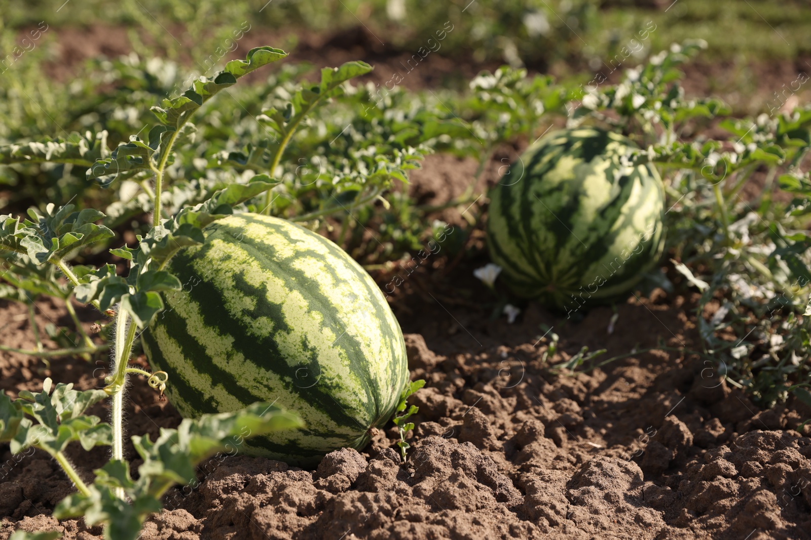 Photo of Ripe watermelons growing in field on sunny day