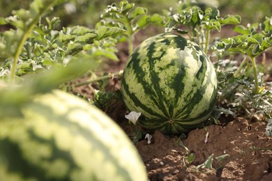 Ripe watermelons growing in field on sunny day