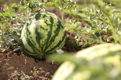 Photo of Ripe watermelons growing in field on sunny day