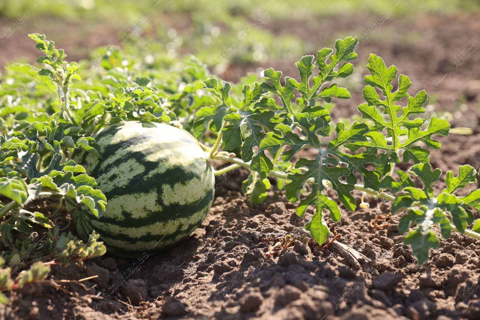 Photo of Ripe watermelon growing in field on sunny day