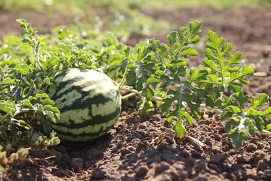 Ripe watermelon growing in field on sunny day