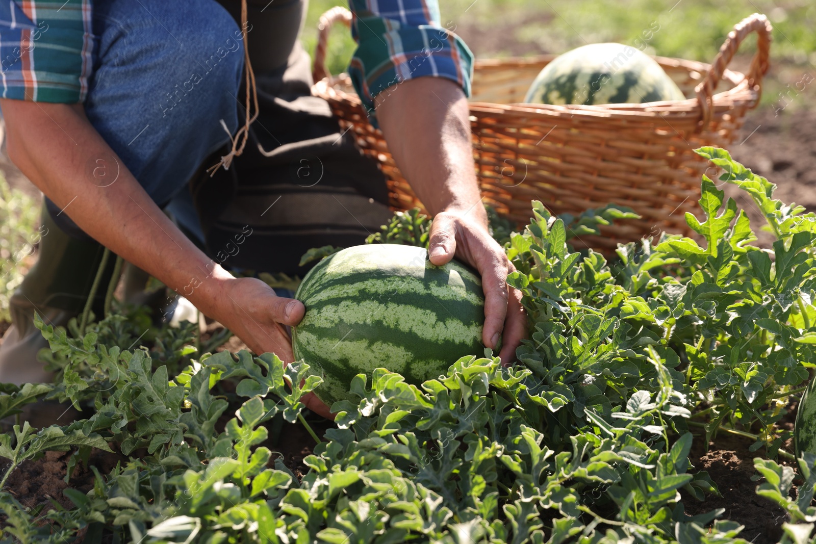 Photo of Man picking ripe watermelons in field on sunny day, closeup