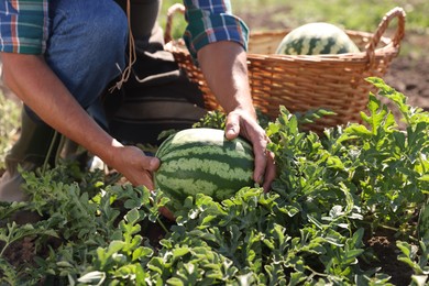 Man picking ripe watermelons in field on sunny day, closeup