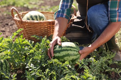 Man picking ripe watermelons in field on sunny day, closeup