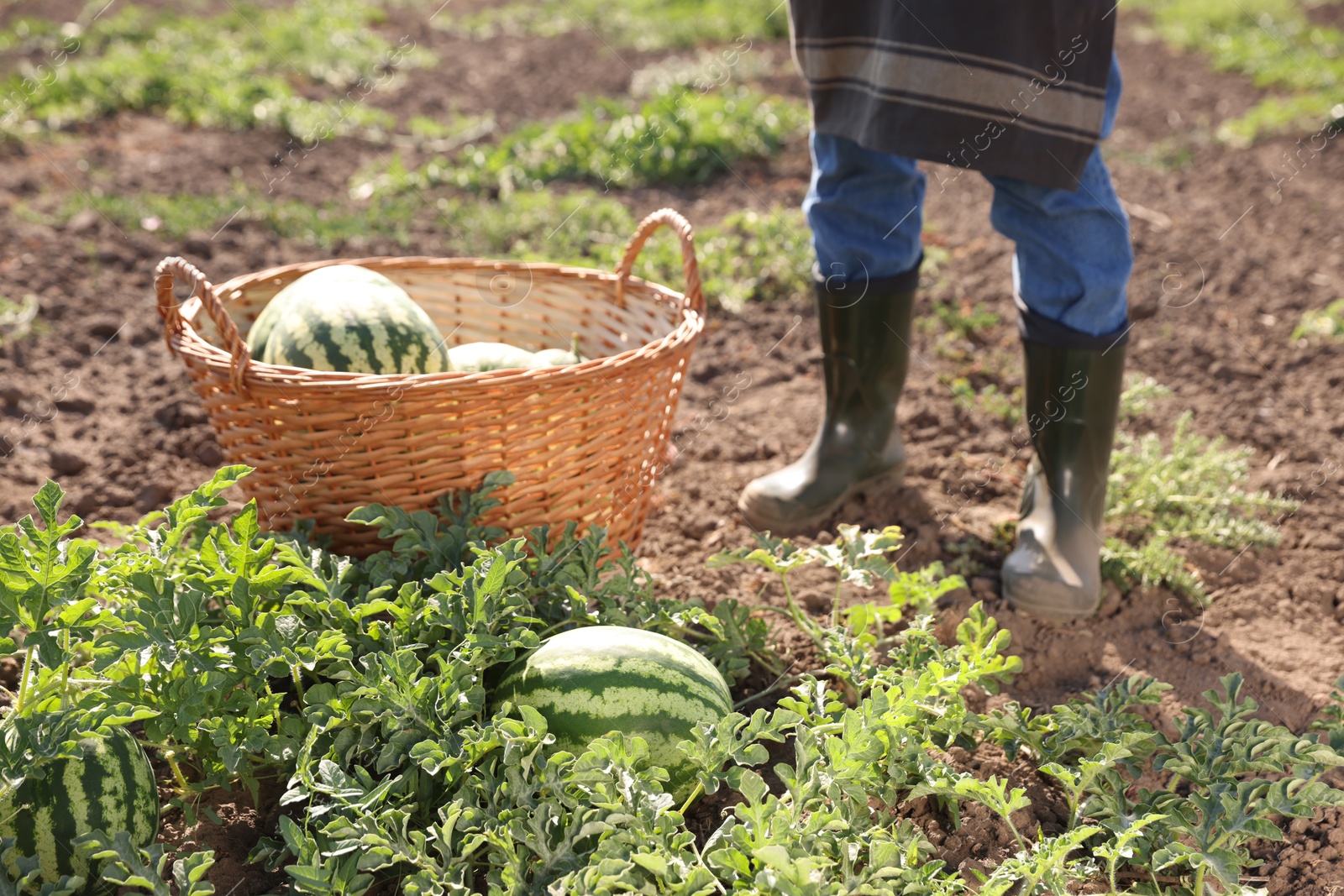 Photo of Man near ripe watermelons in field on sunny day, closeup