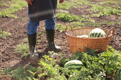 Man near ripe watermelons in field on sunny day, closeup