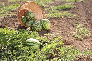 Overturned wicker basket with ripe watermelons in field on sunny day