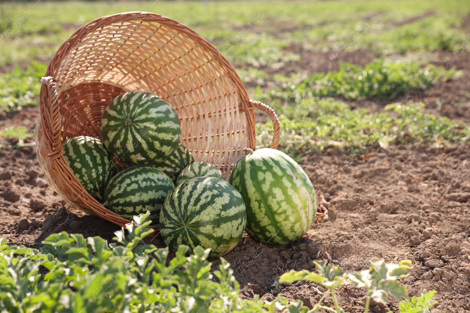 Photo of Overturned wicker basket with ripe watermelons in field on sunny day, space for text