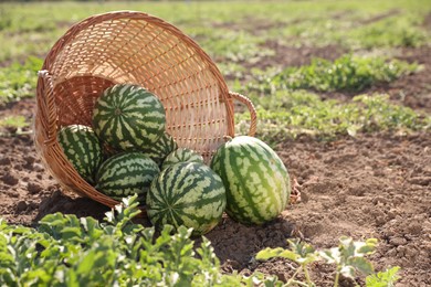 Overturned wicker basket with ripe watermelons in field on sunny day, space for text