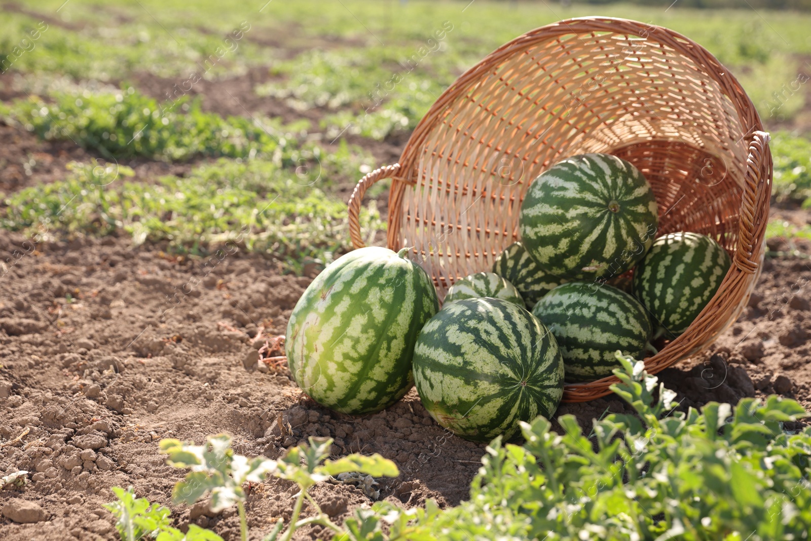 Photo of Overturned wicker basket with ripe watermelons in field on sunny day, space for text