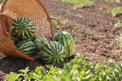 Overturned wicker basket with ripe watermelons in field on sunny day, space for text