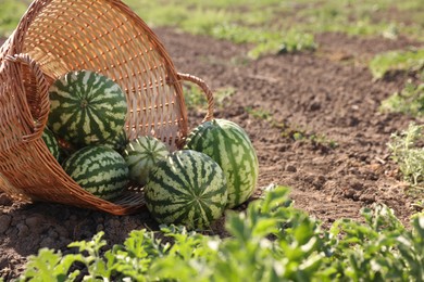 Photo of Overturned wicker basket with ripe watermelons in field on sunny day, space for text