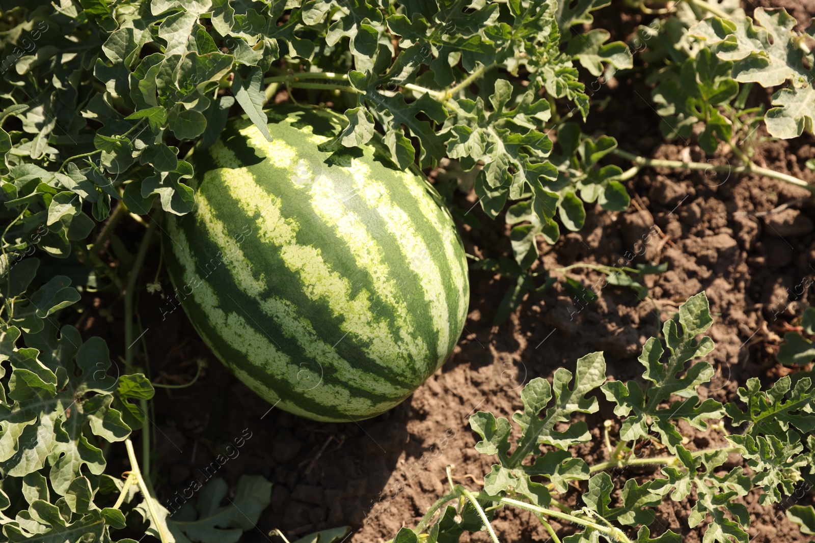 Photo of Ripe watermelon growing in field on sunny day, top view