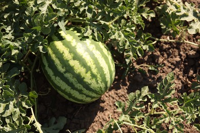 Ripe watermelon growing in field on sunny day, top view