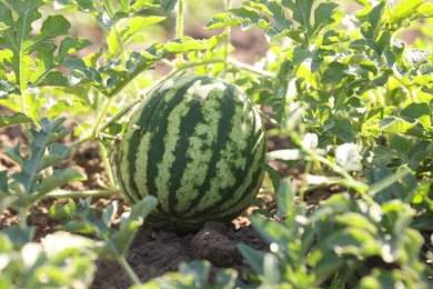 Photo of Ripe watermelon growing in field on sunny day, closeup