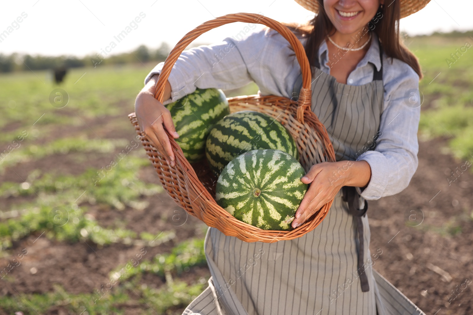 Photo of Woman holding wicker basket with ripe watermelons in field, closeup