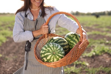 Photo of Woman holding wicker basket with ripe watermelons in field, closeup