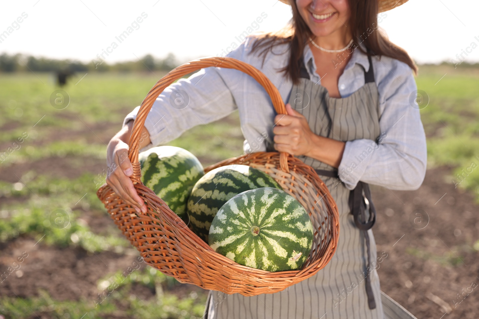 Photo of Woman holding wicker basket with ripe watermelons in field, closeup