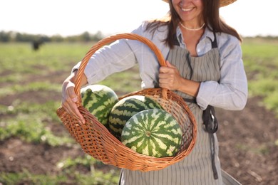 Woman holding wicker basket with ripe watermelons in field, closeup