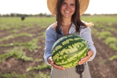 Woman with ripe watermelon in field on sunny day, selective focus. Space for text