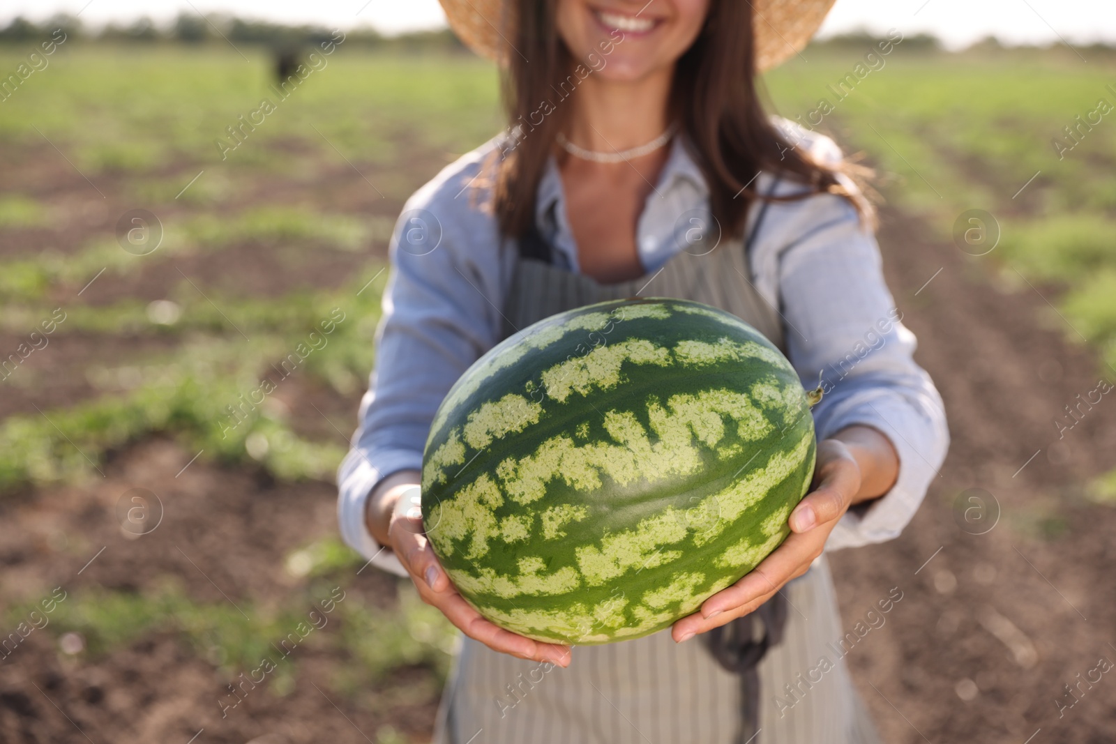 Photo of Woman with ripe watermelon in field on sunny day, closeup