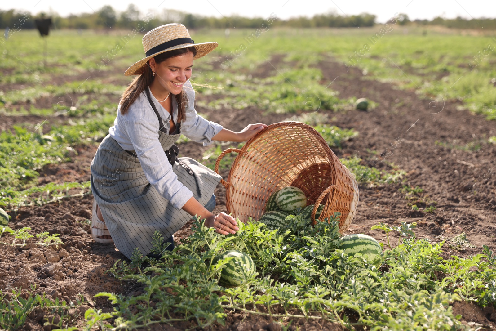 Photo of Woman picking ripe watermelons in field on sunny day