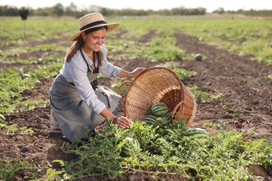 Woman picking ripe watermelons in field on sunny day