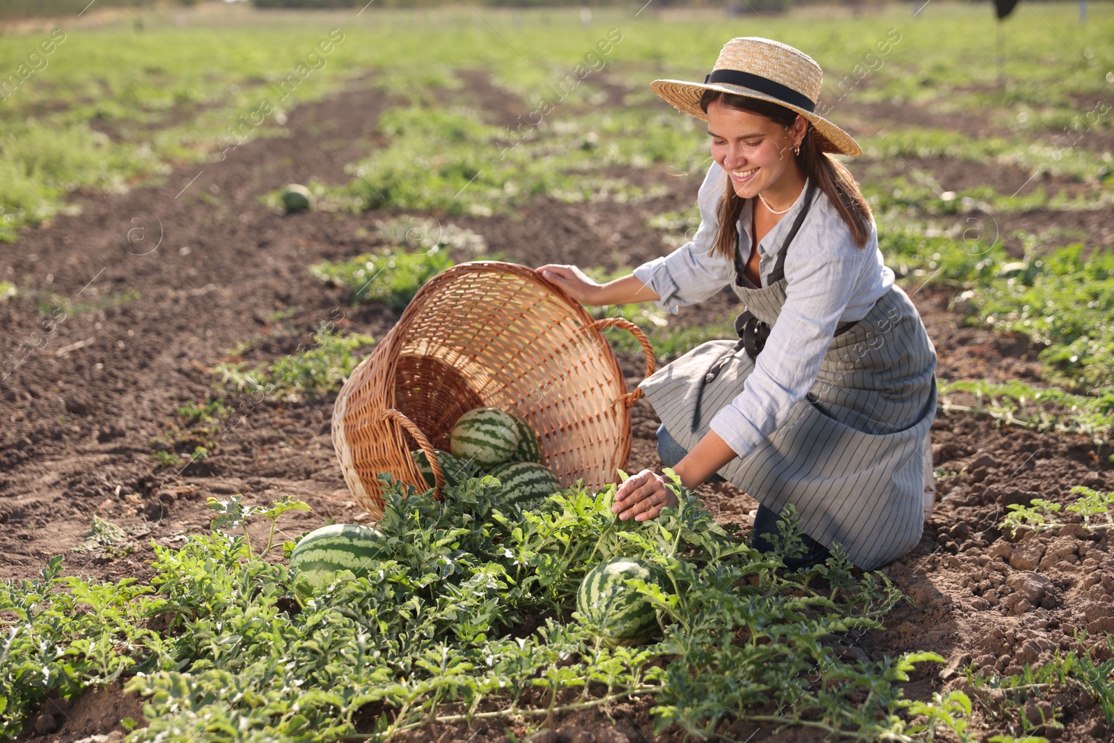 Photo of Woman picking ripe watermelons in field on sunny day