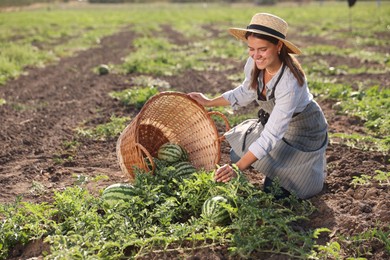 Woman picking ripe watermelons in field on sunny day