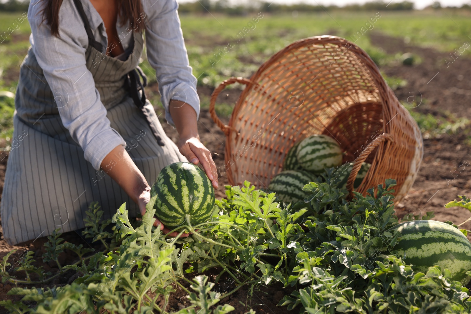 Photo of Woman picking ripe watermelons in field on sunny day, closeup