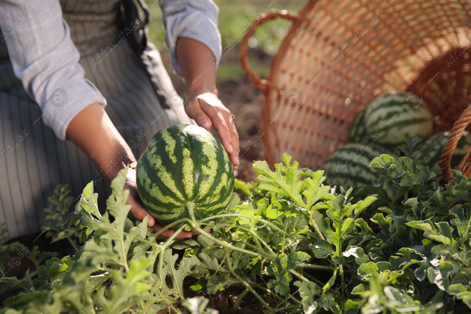 Photo of Woman picking ripe watermelons in field on sunny day, closeup