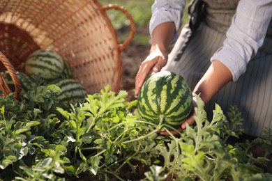 Photo of Woman picking ripe watermelons in field on sunny day, closeup