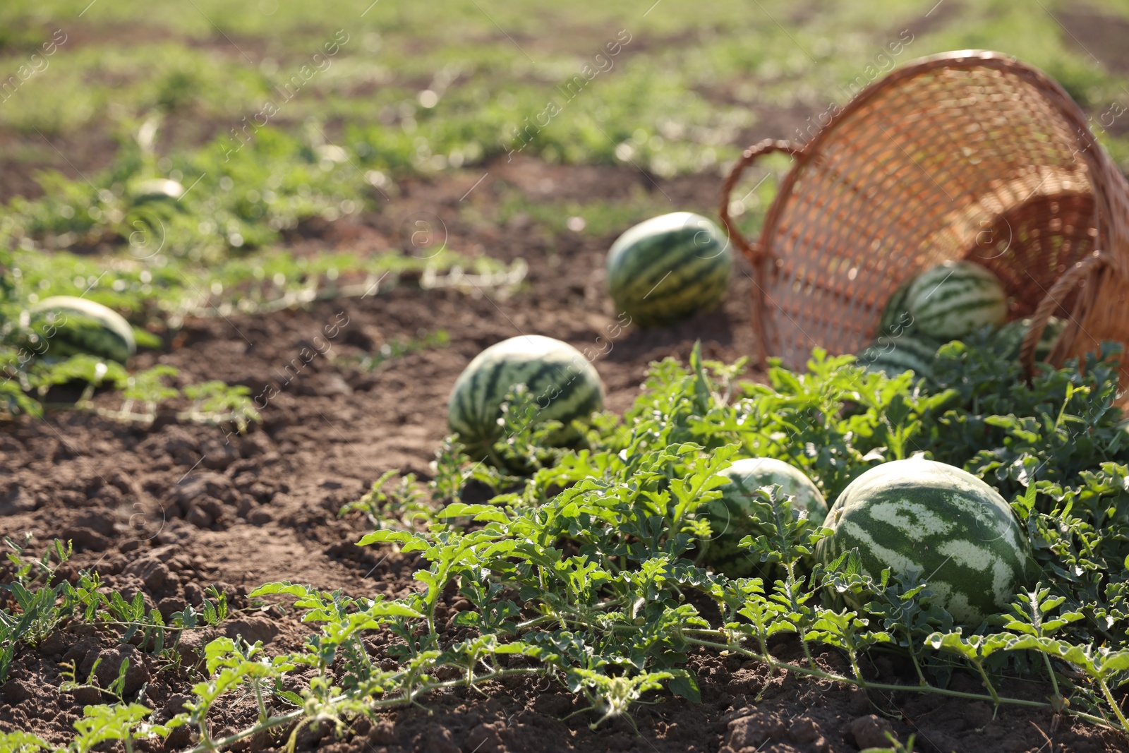 Photo of Overturned wicker basket with ripe watermelons in field on sunny day