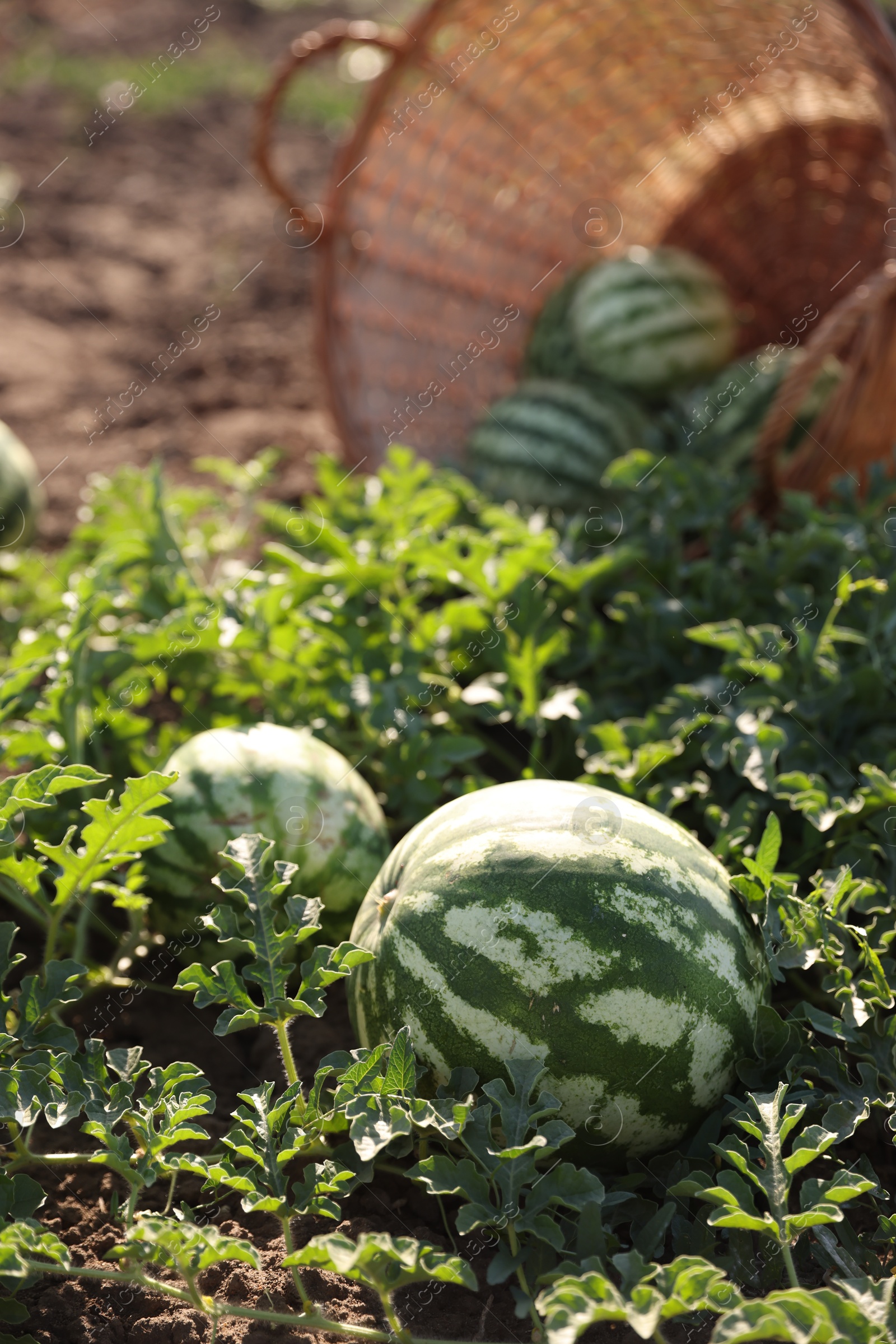 Photo of Ripe watermelons growing in field on sunny day