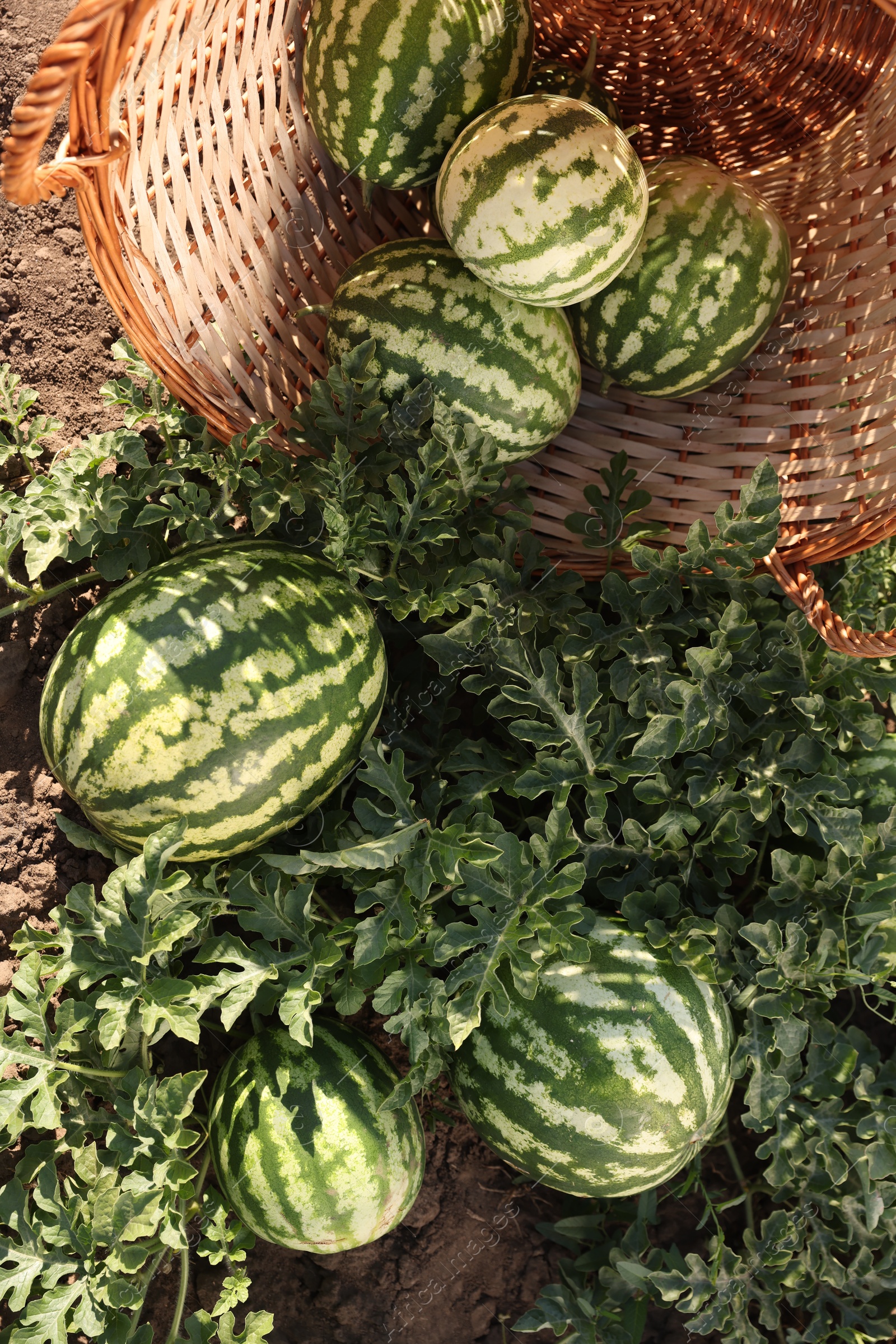 Photo of Overturned wicker basket with ripe watermelons in field on sunny day