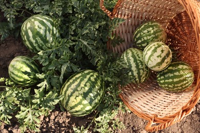 Overturned wicker basket with ripe watermelons in field on sunny day, top view