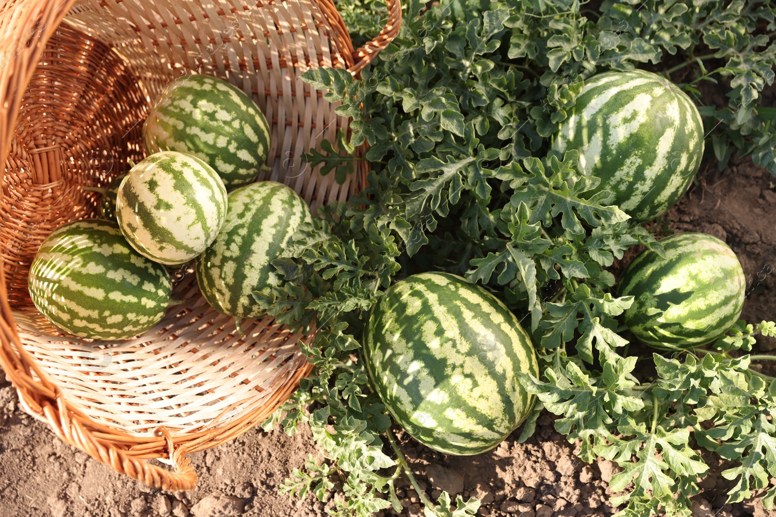 Photo of Overturned wicker basket with ripe watermelons in field on sunny day, top view