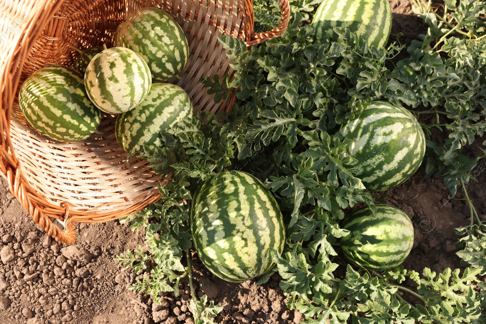 Photo of Overturned wicker basket with ripe watermelons in field on sunny day, top view