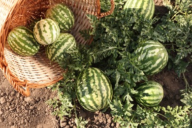 Overturned wicker basket with ripe watermelons in field on sunny day, top view