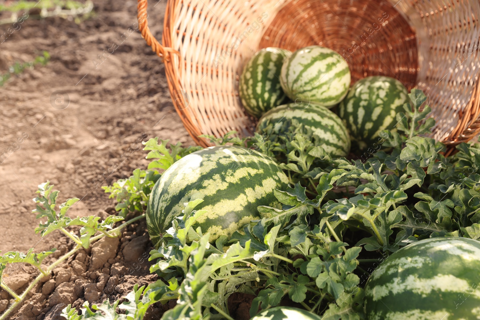 Photo of Overturned wicker basket with ripe watermelons in field on sunny day