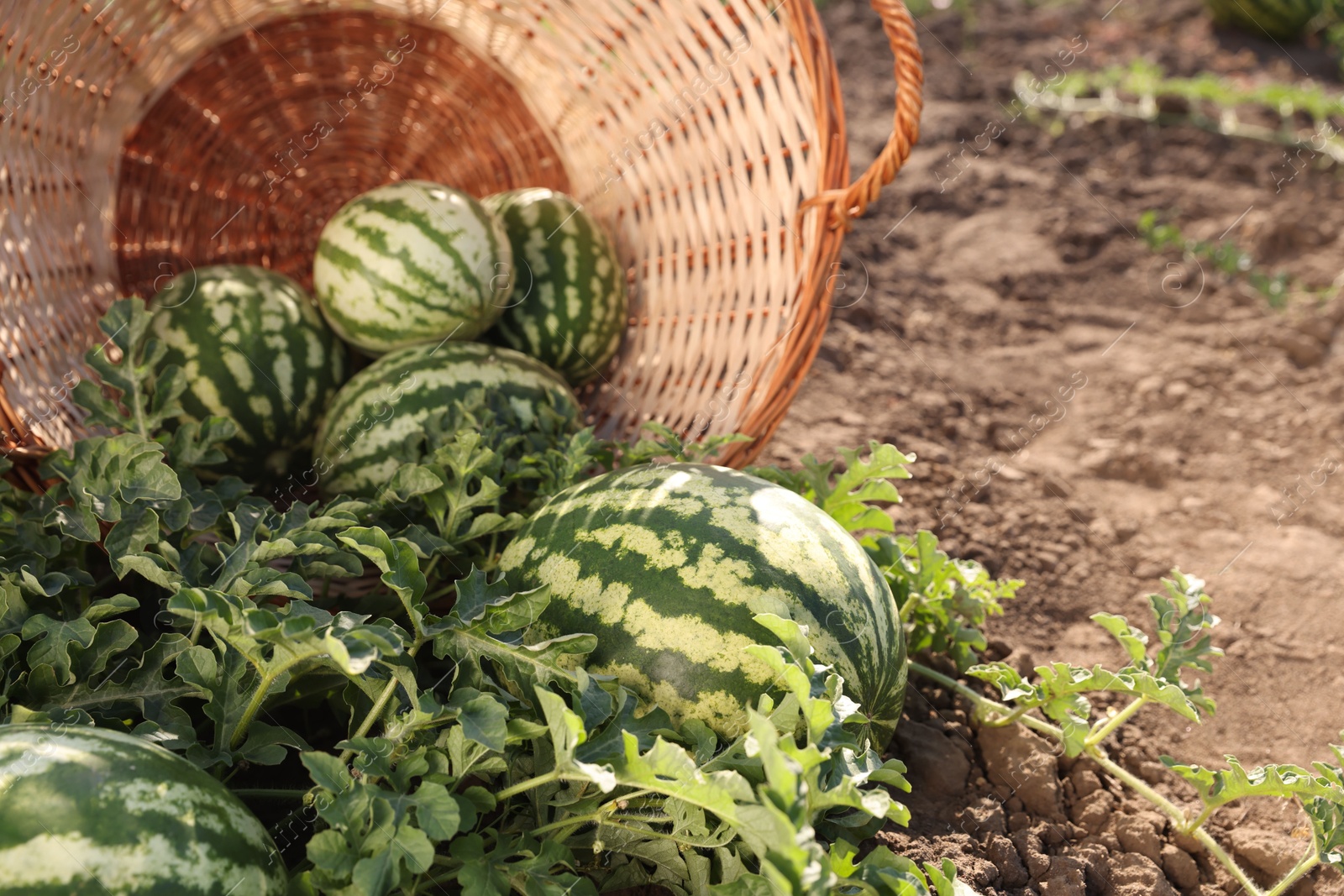 Photo of Overturned wicker basket with ripe watermelons in field on sunny day