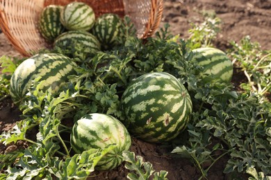 Overturned wicker basket with ripe watermelons in field on sunny day