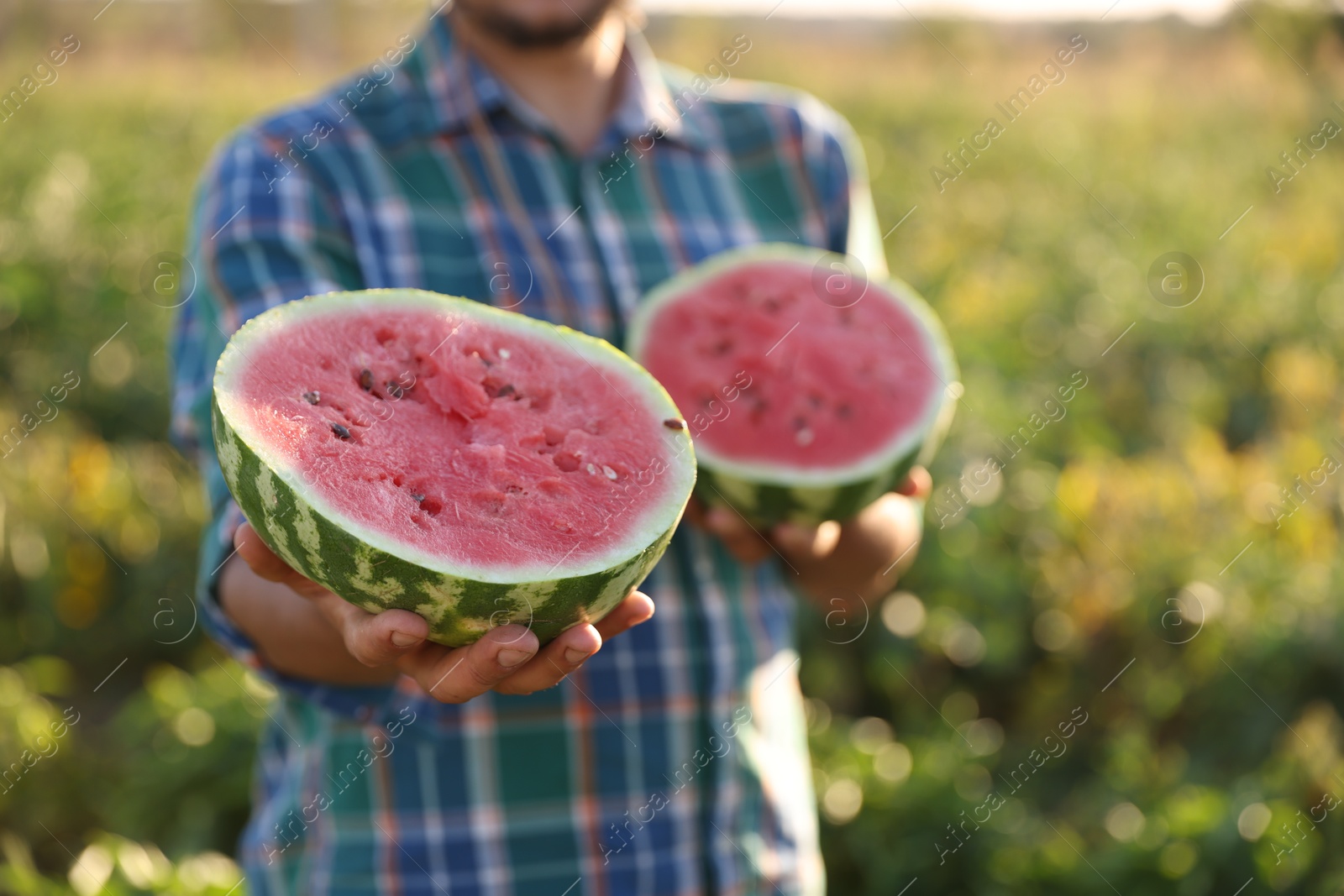 Photo of Man with halves of ripe watermelon in field on sunny day, closeup