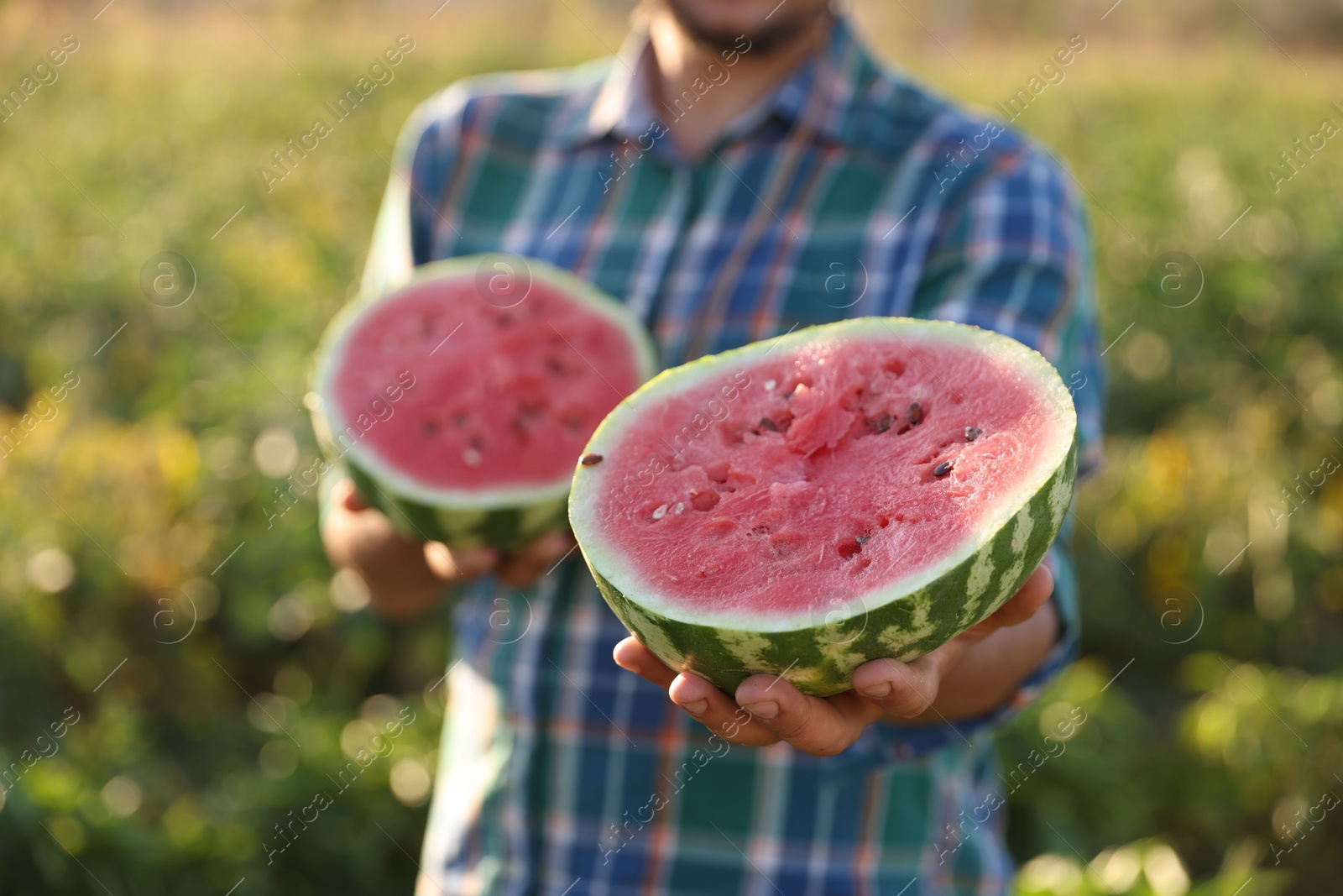 Photo of Man with halves of ripe watermelon in field on sunny day, closeup