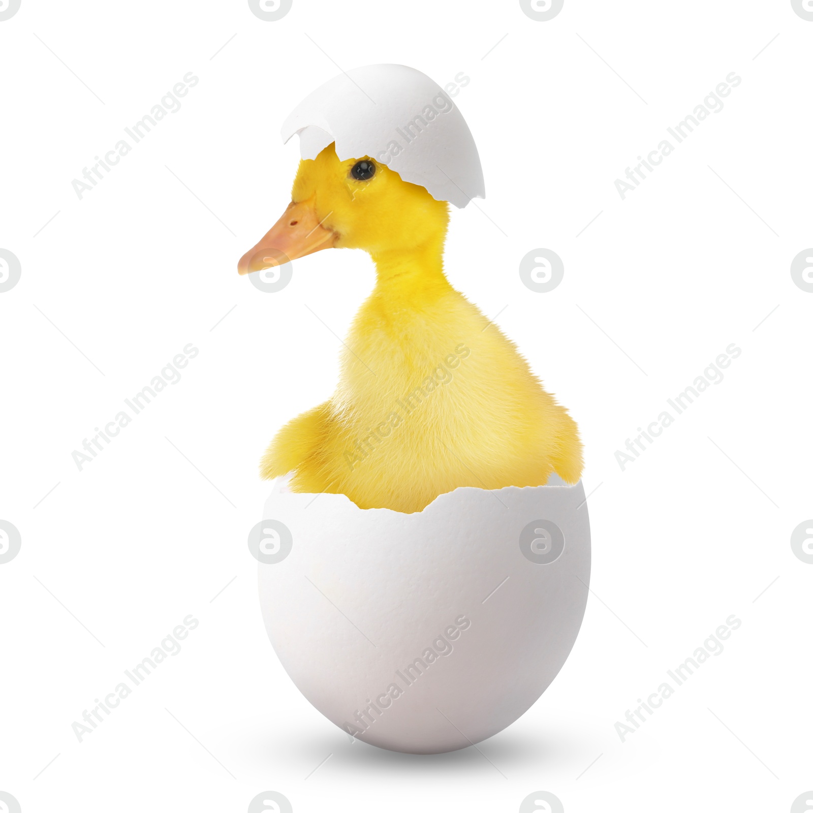 Image of Cute fluffy duckling hatched from egg on white background